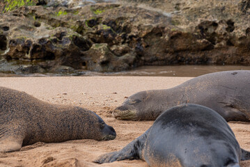 Three monk seals resting on sandy beach - 744853534