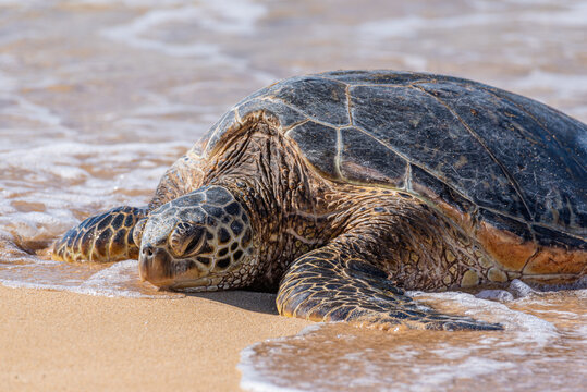 Green sea turtle sleeping on sandy beach near ocean