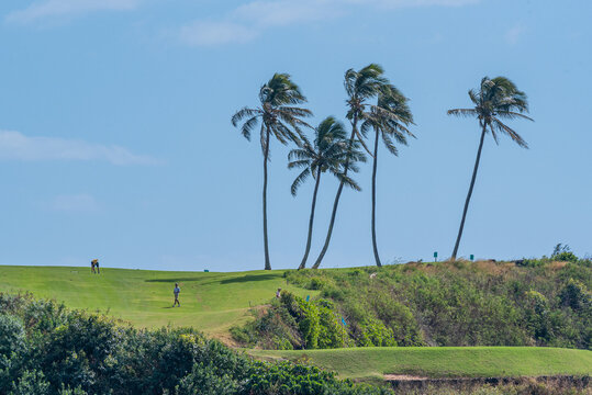 Tropical golf course near ocean with palm trees