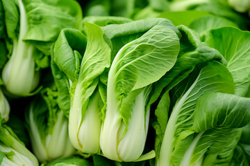 Fresh green bok choy with water droplets, highlighting the vibrancy and freshness. - obrazy, fototapety, plakaty