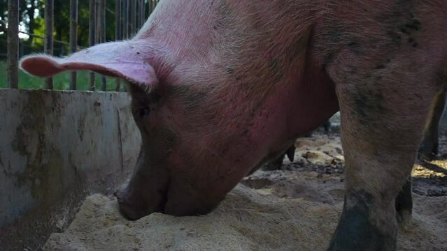 Pig eating in the mud of a farm piggery