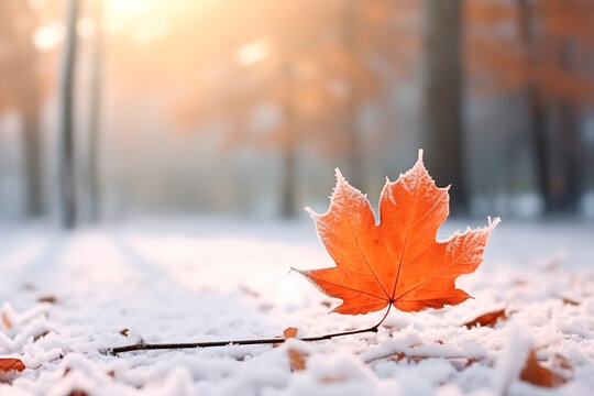 A single autumn leaf transitioning into winter, with intricate frost crystals.