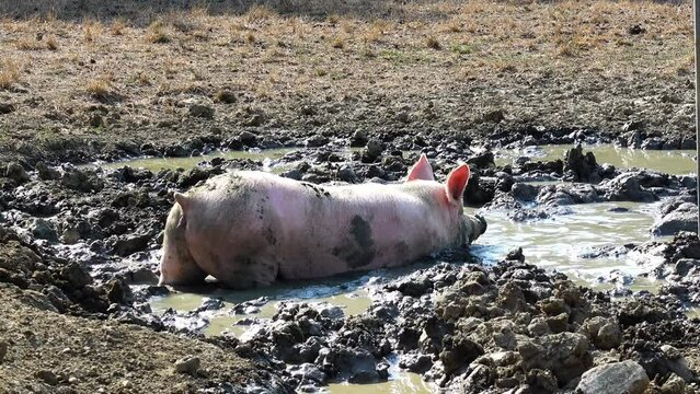 Concept of hog farming: Pink pig rolls in the mud outside in a pigsty