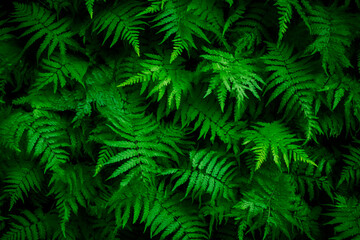 Fototapeta na wymiar Dense green ferns creating a lush pattern in a forest, indicative of a vibrant, organic, and shadowed natural environment.