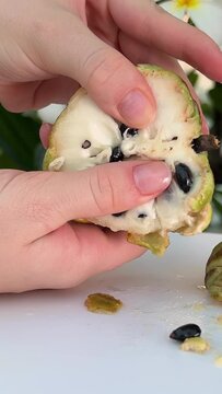 noina underneath the segmented green peel is a white and sweet filling. noina fruit Ripe noina fruit or Custard apple also known as sugar apple on a table