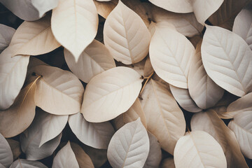 Overhead view of dry white leaves texture.