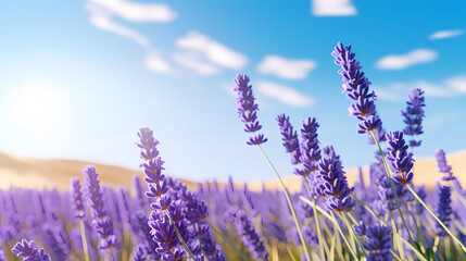 Close-up of colorful blooming lavender fields in front of cloudy blue sky