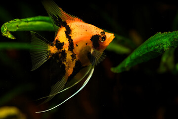 Fisch Aquarium Skalar pterophyllum scalare Red devil