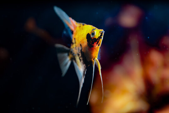 Fisch Aquarium Skalar pterophyllum scalare Red devil