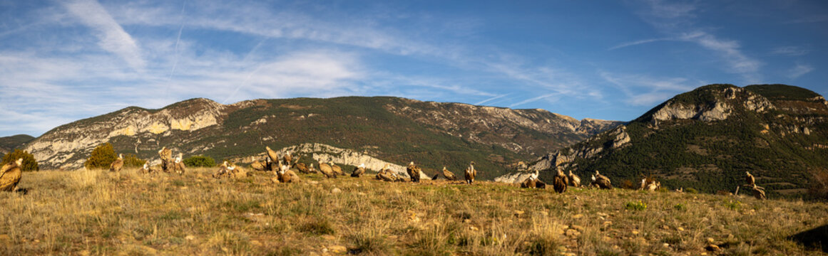 Contempla la impresionante imagen del buitre posado en la imponente grandeza de un entorno de alta monta&ntilde;a. Vive la majestuosidad de estos guardianes alpinos en su h&aacute;bitat natural.