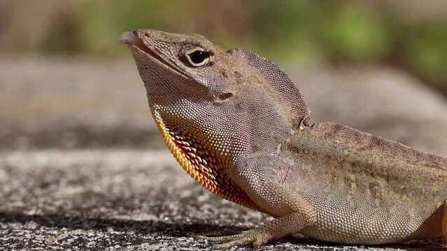 Slow-motion close-up of a Brown Anole Lizard inflating its dewlap