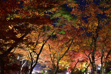 Fototapeta premium 弥彦もみじ谷の紅葉ライトアップ（新潟県）
