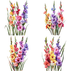 Watercolor set of Gladiolus flower isolated on white background