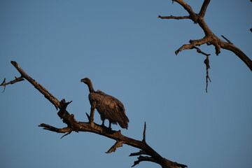 Vulture sitting on a branch with blue sky