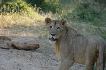 Lion turning its head looking you right in the eye while drooling