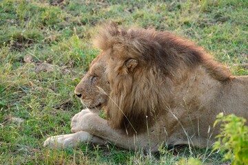 male lion with manes chilling with paw over the other paw smiling