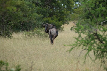 Wildebeest looking back at the camera like a model