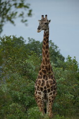 Giraffe showing a bit of the side of the head to the camera