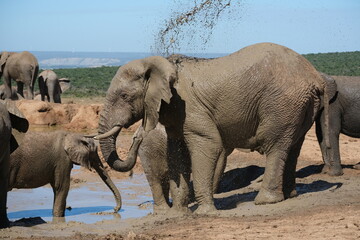 Elephant throwing water on itself with its trunk, enjoying a mud shower