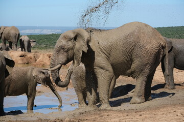 Fototapeta premium Elephant throwing water on itself with its trunk, enjoying a mud shower