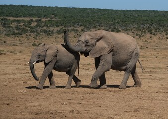 Small elephant with small just grown in tusks walking wiith big elephant with its trunk up