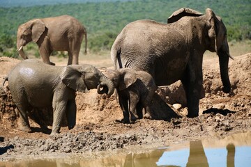 two small elephants interlocking their trunks and playing in the mud with adult elephants in the background