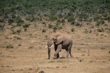 Fototapeta premium Elephant with big tusks walking in the dried out grass and heat