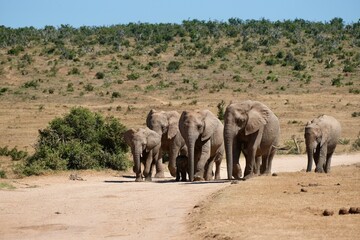 Herd of elephants walking on the dirt road towards a waterhole, small baby in between the legs of mama protected by the whole herd.