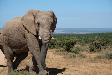 Fototapeta na wymiar Elephant walking while looking at the camera