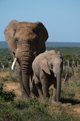 Mama and child elephant walking towards camera