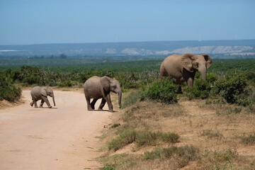 Three generations of elephants in a row crossing the street, baby, teenager, adult