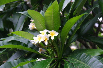 Beautiful yellow and white flowers attached to their branched with green leaves