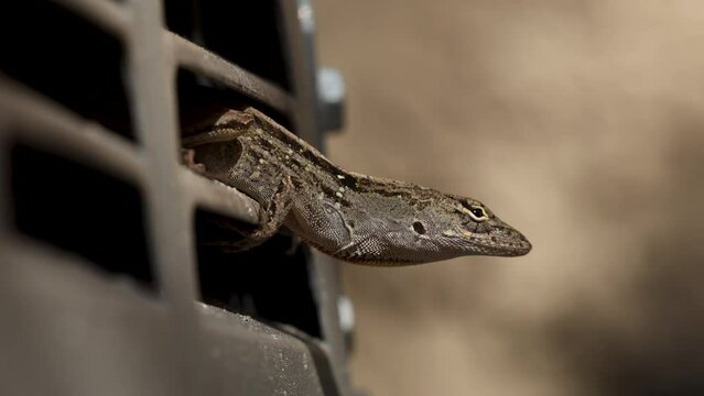 Close-up of a Brown Anole Lizard inflating its dewlap while on an AC Unit Vent