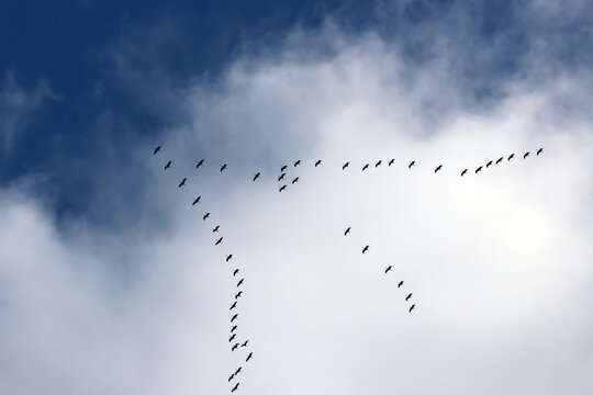 Oiseaux migrateurs