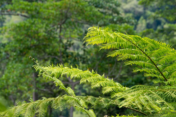 Intricate details of a botanical garden in Far North Queensland reveal exotic plants, vibrant...