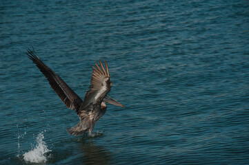 One isolated brown pelican in lower left  in blue bay water wings spread taking off on a sunny afternoon. Horizontal shot with room for copy and no people. Small waves and ripples in the water splash