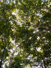 leaves and sun