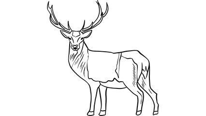 Black and White Animals