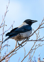 Hooded Crow (Corvus cornix) - A City Silhouette