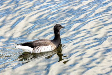 Brent Goose (Branta bernicla) - A Coastal Cosmopolitan