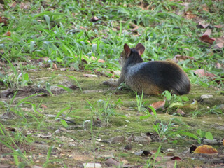 An agouti lying in the middle of the forest