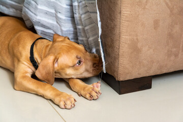A pitbull dog lying on the floor sniffing the sofa.