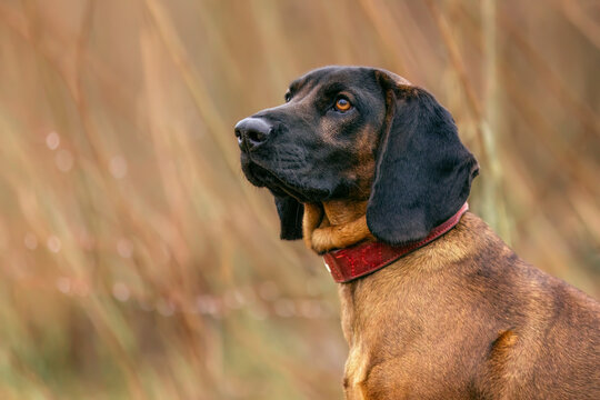Head portrait of a bavarian mountain dog, bayerischer Gebirgsschwei&szlig;hund, BGS