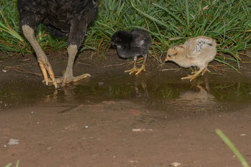 Village chicks are drinking water in puddles of rain water, cute little chickens