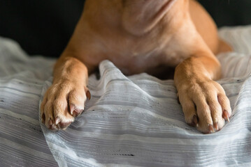 Details of the paw of a pitbull dog sitting on a sofa. - Powered by Adobe