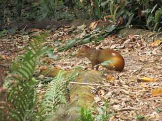 An agouti standing in the middle of a tropical forest
