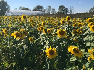 Obraz premium sunflower field nature landscape background photo
