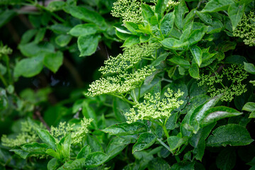 Elderflowers beginning to open in springtime, with a shallow depth of field