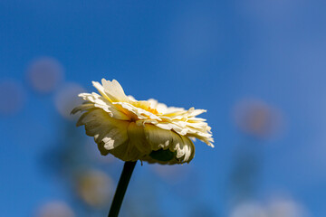 A low angle view of a daisy with a blue sky behind
