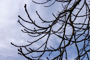 deciduous trees in the warm spring season at the beginning of the season in April